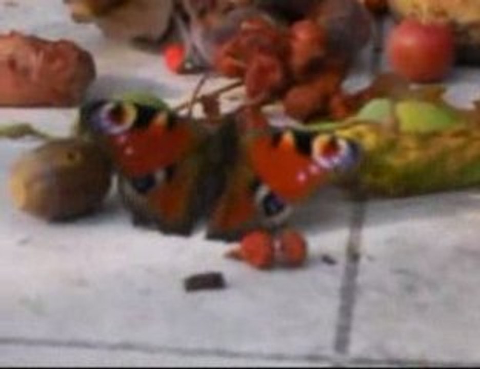 Somain-le festin des papillons(1)/ the butterflies ' treat