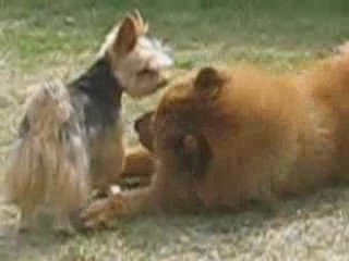 Tania joue avec sa copine Shana