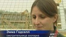 Трусливый тигр появился в Великобритании