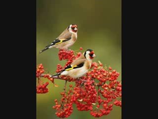 DJ Bejoyous - River (Original Mix)