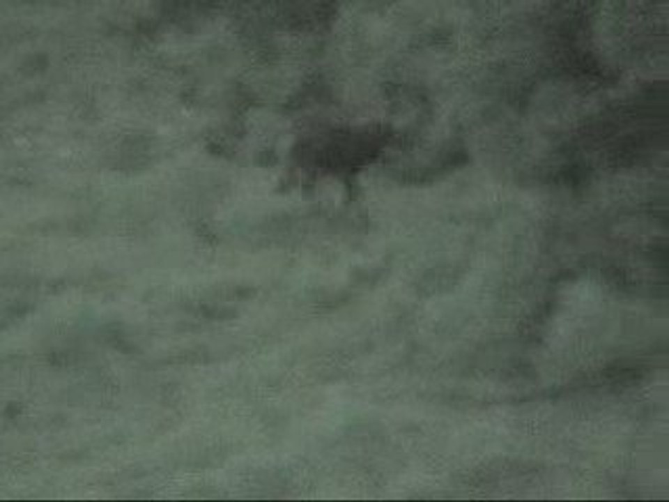 Brame du cerf en forêt de La Coubre