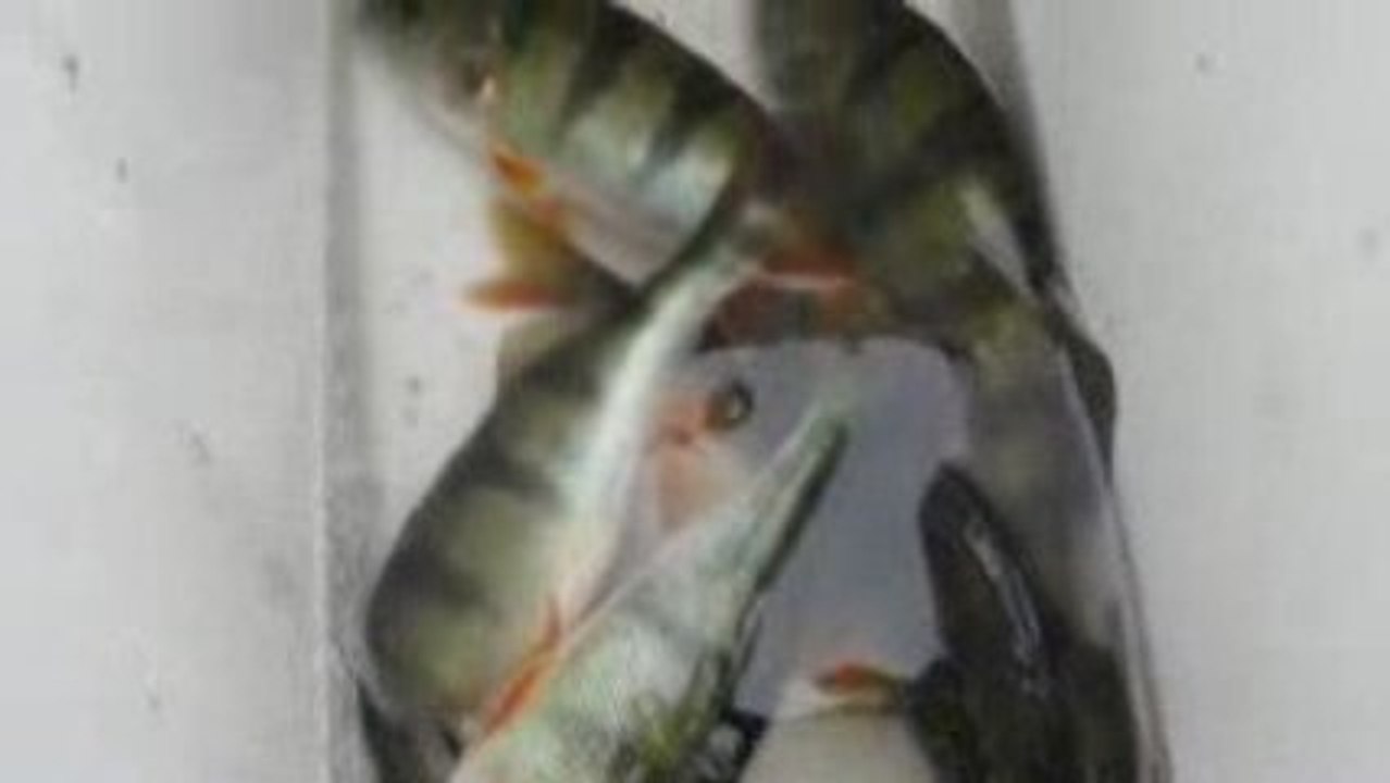 BALIK AVIM 25.9.2009 001