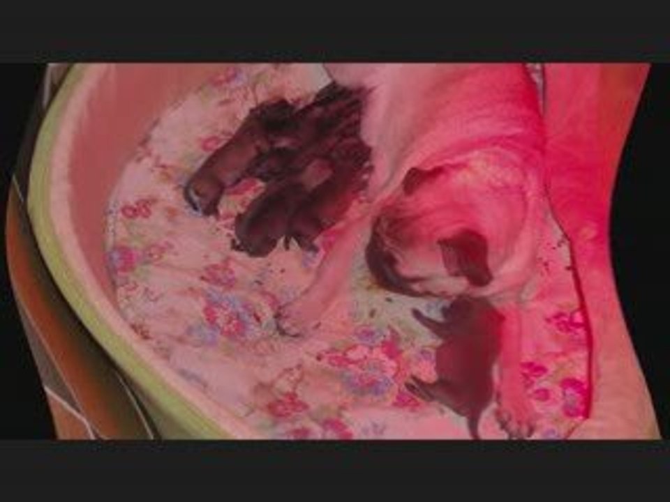 zoé et ses bébés 1ere partie