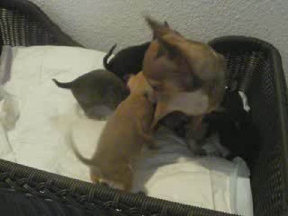 maman chihuahua et ses chiots...