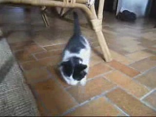 Les chatons ont 7 semaines