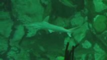 Tiburones y rayas en acuario