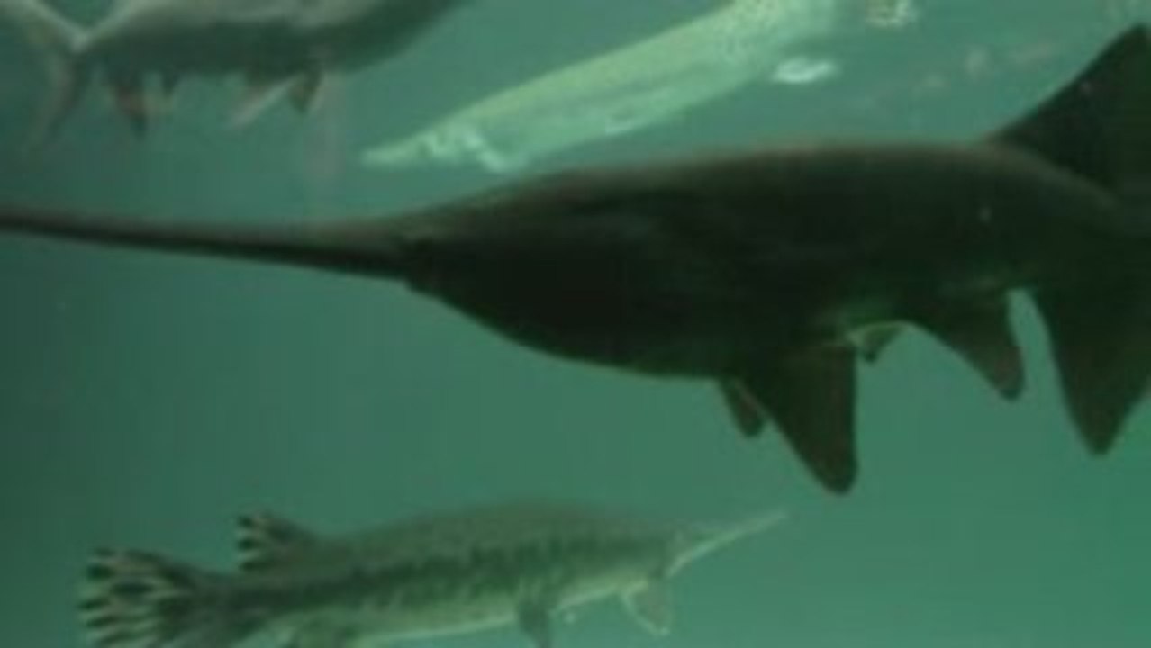 Paddlefish - Polyodon Spathula