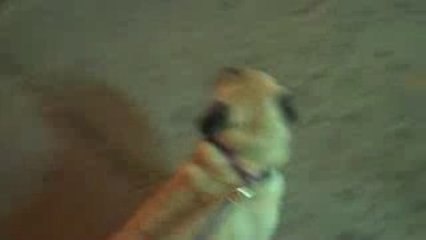 How to Train Your Puggle: Walking on a Leash!