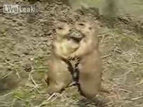 Deux chiens de prairie amoureux Cute Kissing Prarie Dogs