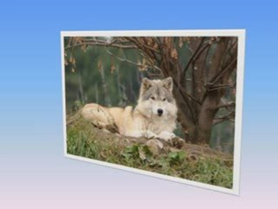 L'association Le Klan du Loup vous présente le Loup