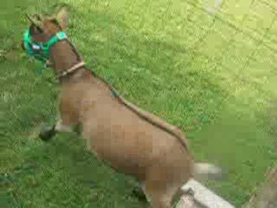 Saut avec son nouveau licol