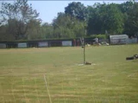 pm, pleaux, aout 2009, femelles barzoïs1