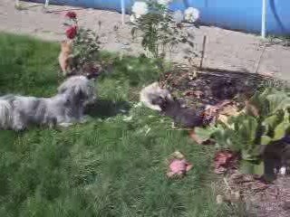 PETIT CHATS PRESQUE GUERIS 2