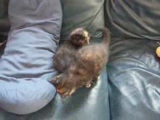 PETIT CHATS PRESQUE GUERIS 003