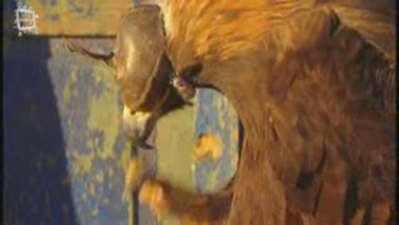 Golden Eagle - Aigle royal (Aquila chrysaetos)