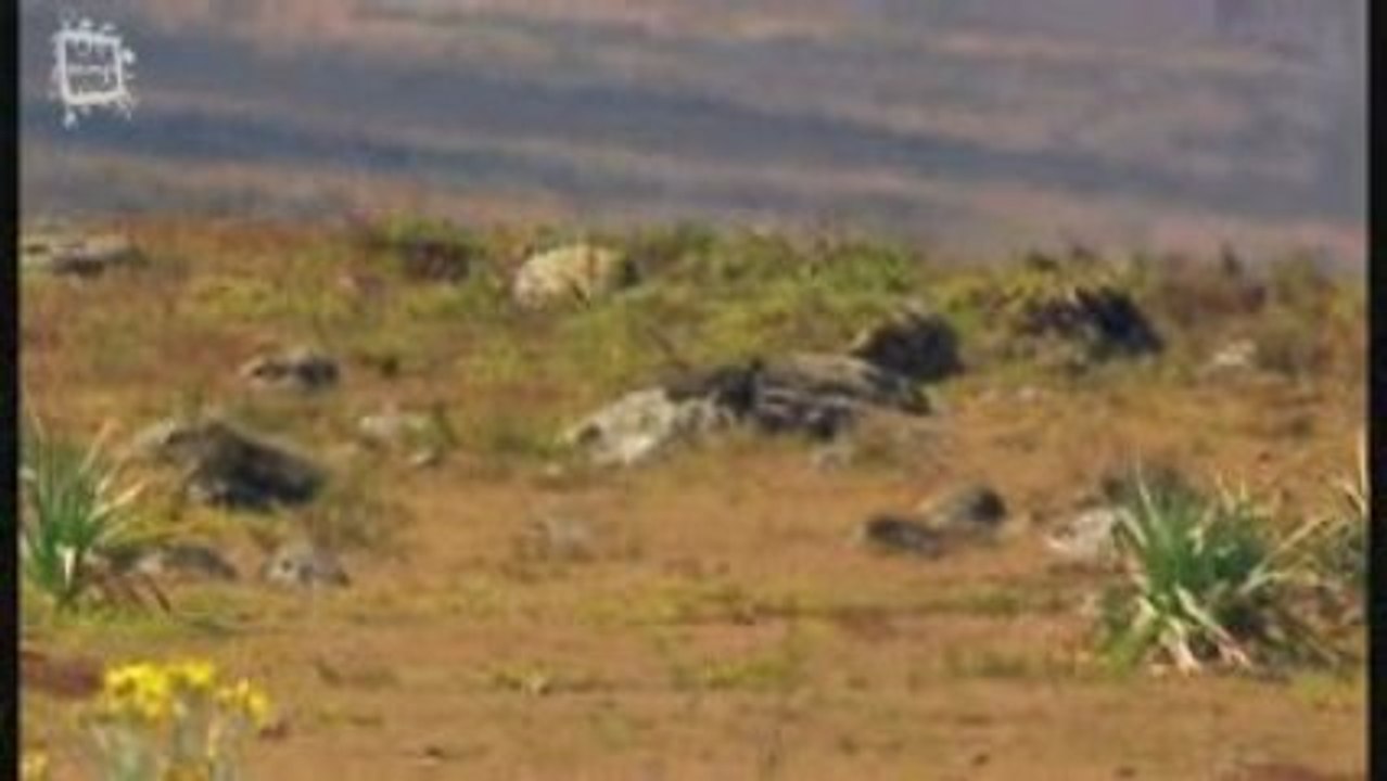 Aigle des steppes (Aquila nipalensis)