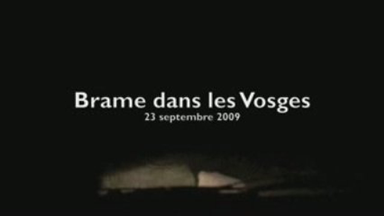 Brame du cerf | Vosges | 23 septembre 2009