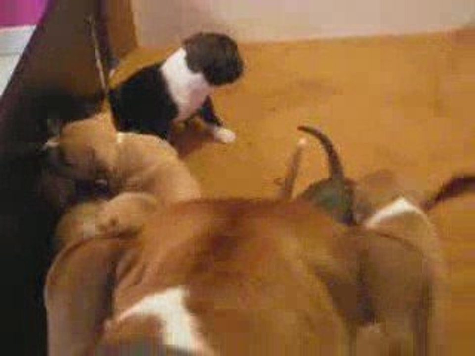 les bebes de capone et shyna a 3 j de le 1er mois