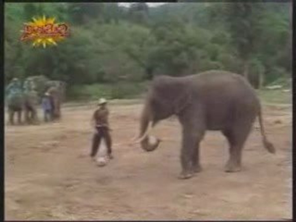Elephant