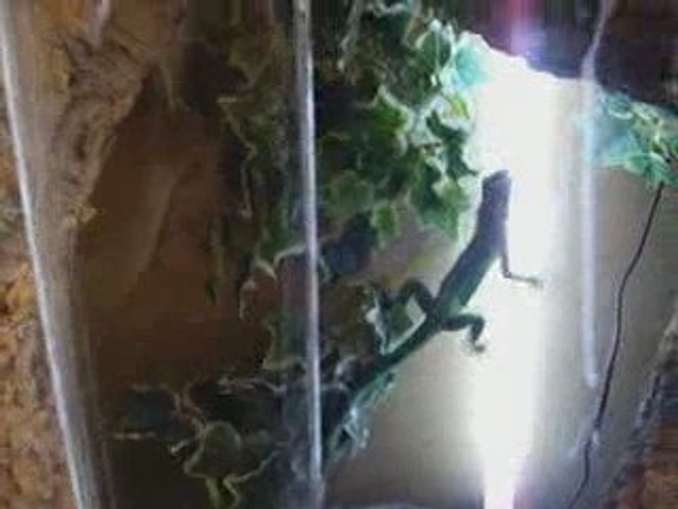 Mon iguane