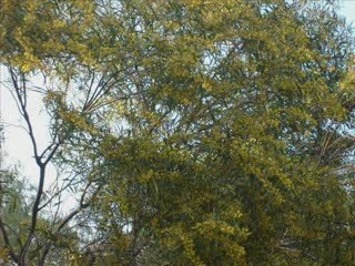 GURBET  DEDİĞİM (şiir)