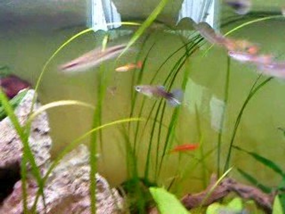 mon aqua de 180 litres