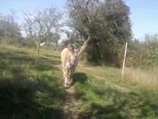 Napo un debut de liberté dans les champs