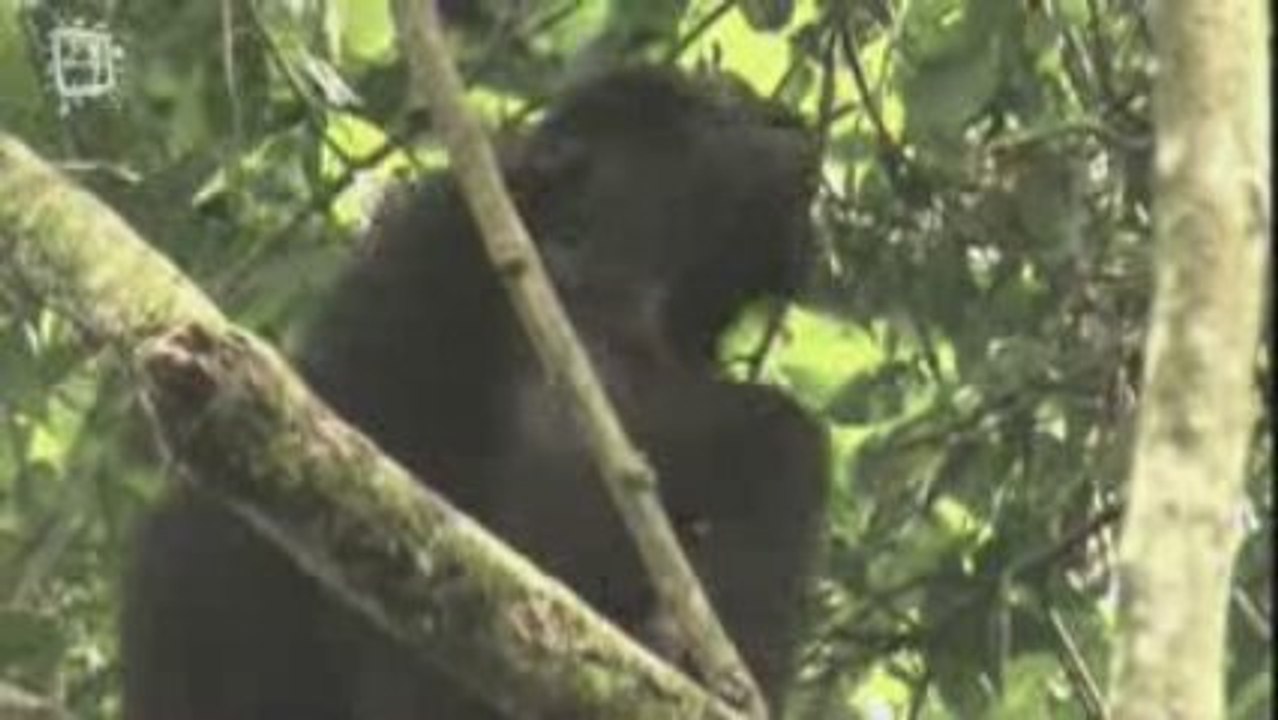 Animaux de la foret equatoriale (Gabon)