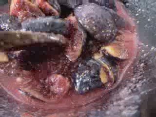 Recette de la confiture de figues en video