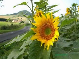 Le Tournesol-Nana Mouskouri