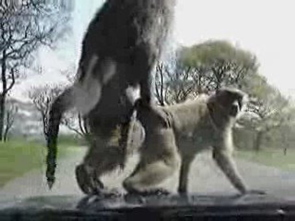 singes