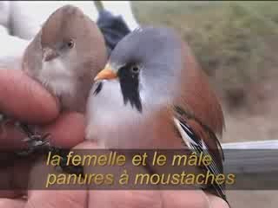 Panures trop mignonnes !