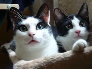 Zsynchronizowane koty