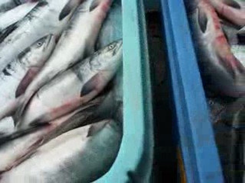 big salmons.
