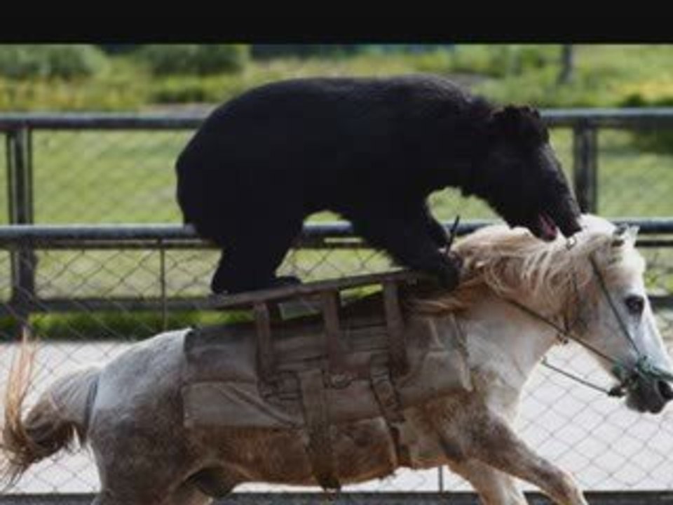 Kitty Hudson Wild Horses (Susan Boyle & R.Stones)