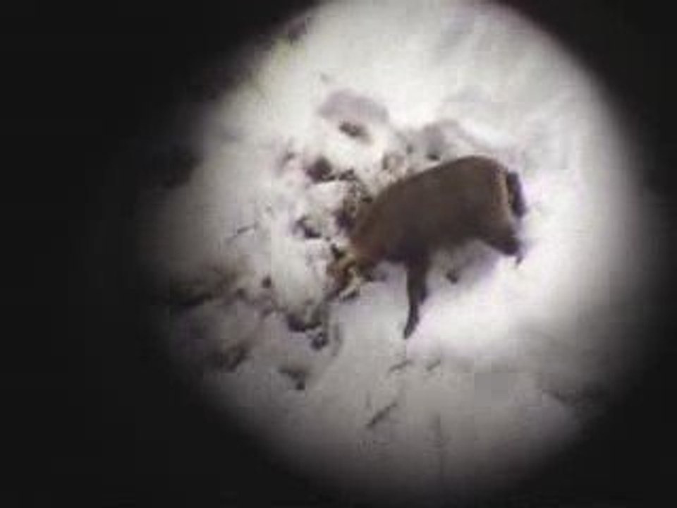 chasse chamois bachelard