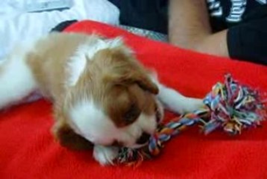 Elfy découvre les joies du lit et de la couette