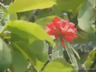 1974 AD - guras fulyo bannai ma is performing by raj dangol