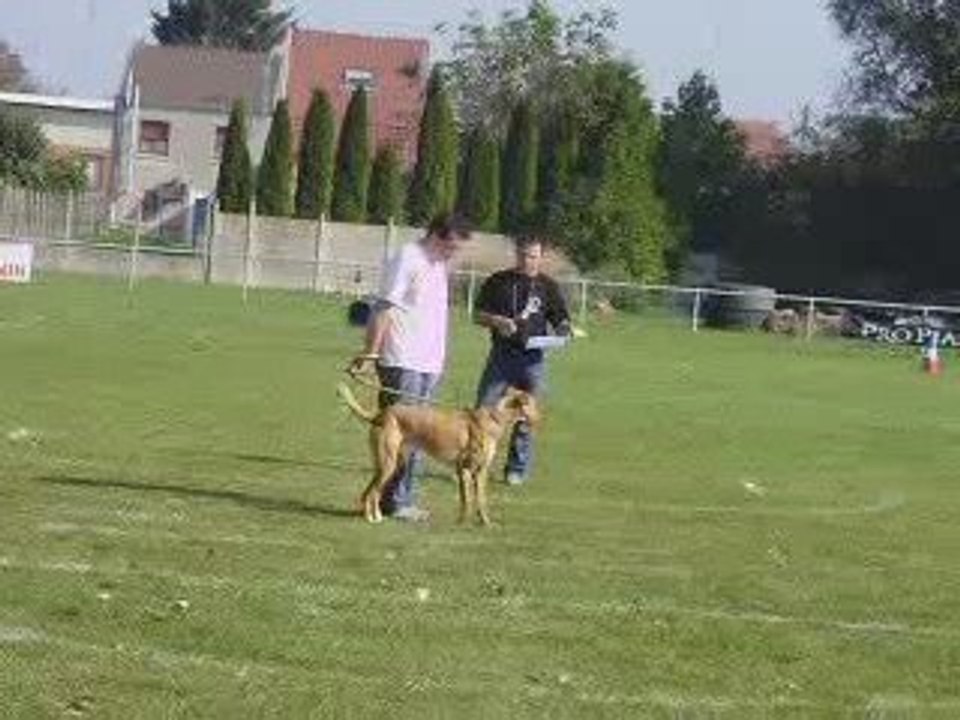 La marche en Z.... Ron veut courir