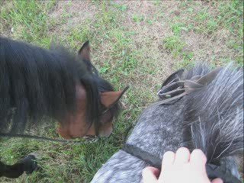 Séance au champs avec les deux bourriques