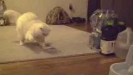 chat VS. Helicopter humour