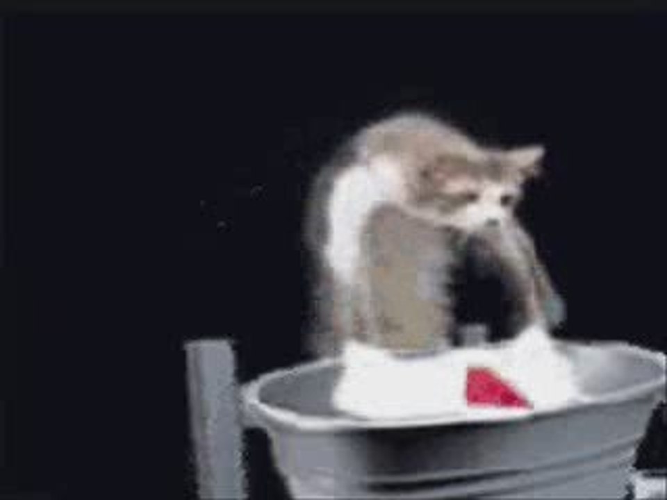 Un chat qui fait le linge