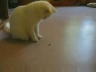 Chat vs insecte !! humour