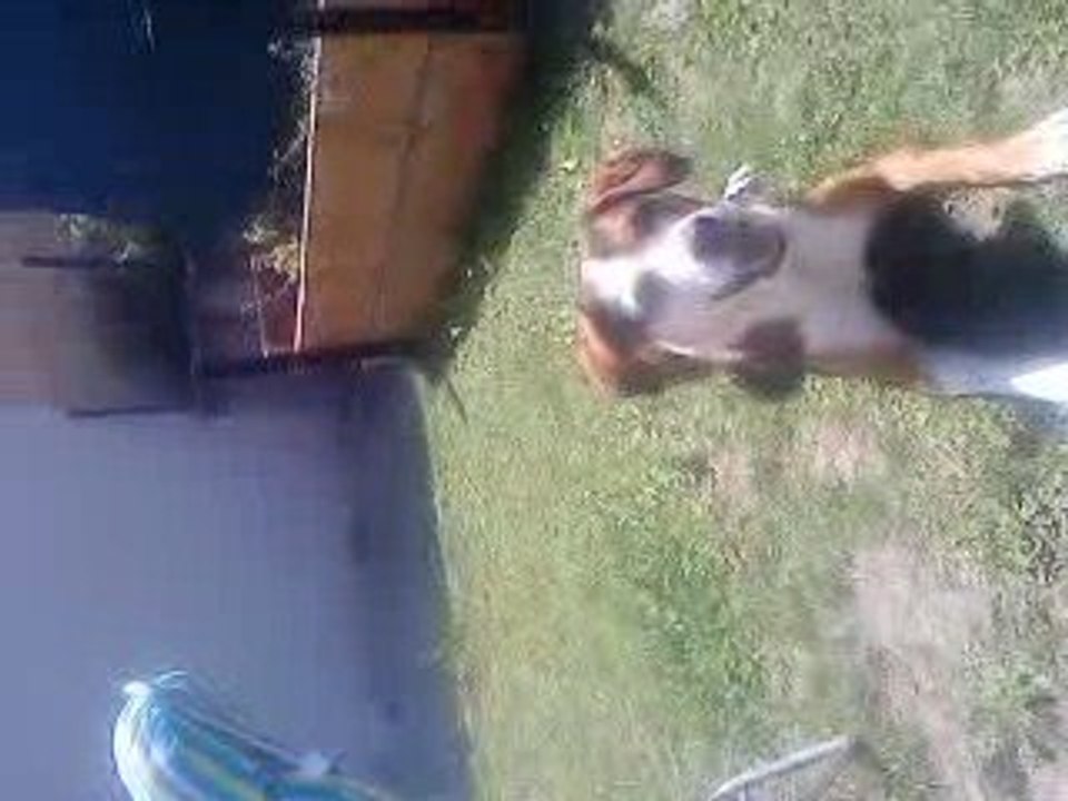 Bon chien