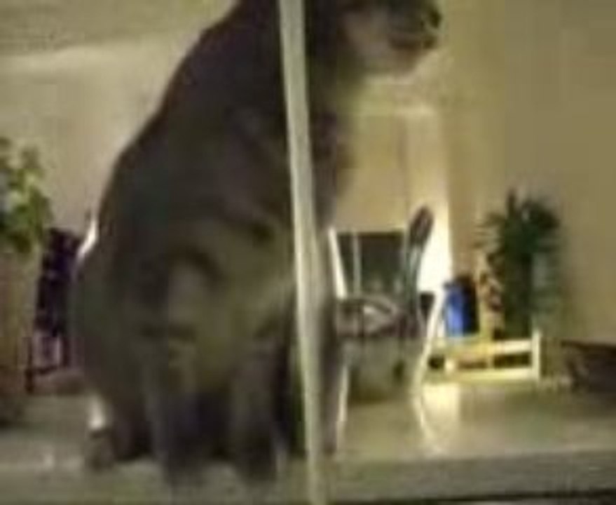 chat boit eau robinet