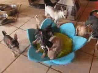 Chiots sept 2009