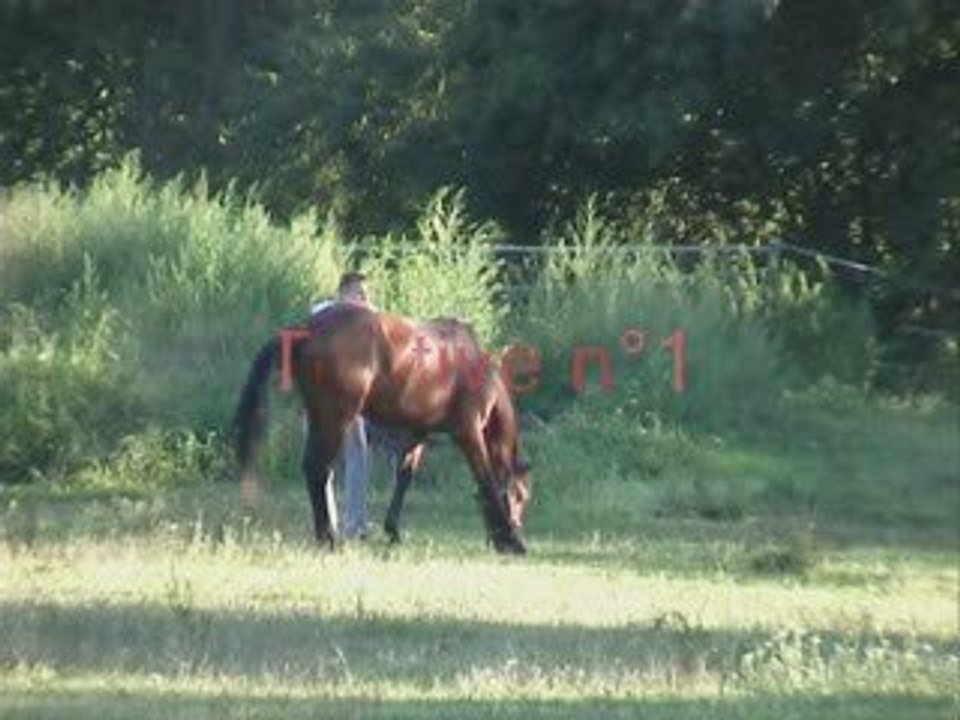 Biscotte fait du ....