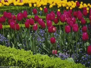 Oguz Yilmaz Gelin Mi Oldun