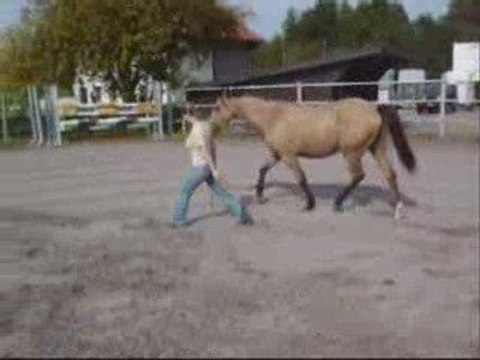 travail en liberté au sol