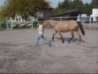 travail en liberté au sol